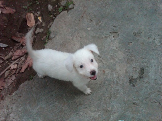 MI PERRO BLANK OBSERVÁNDOME MIENTRAS LE HABLO